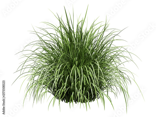 Lemongrass Isolated PNG, Dense Arching Ornamental Grass Clump, Transparent Background