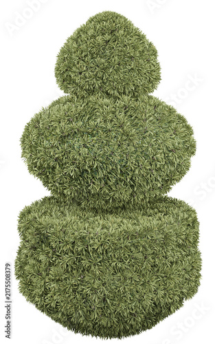 Japanese Yew Cloud Topiary Isolated PNG, Three-Tier Sculpted Evergreen Shrub, Transparent Background