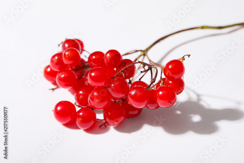 Konstfotografi Branch of fresh viburnum berries on white background, closeup