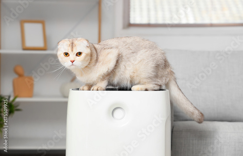 Cute Scottish Fold cat on air purifier at home