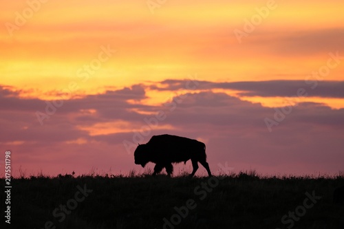 Gorgeous Sunrise Sunset American Bison Buffalo in Silhouette 
