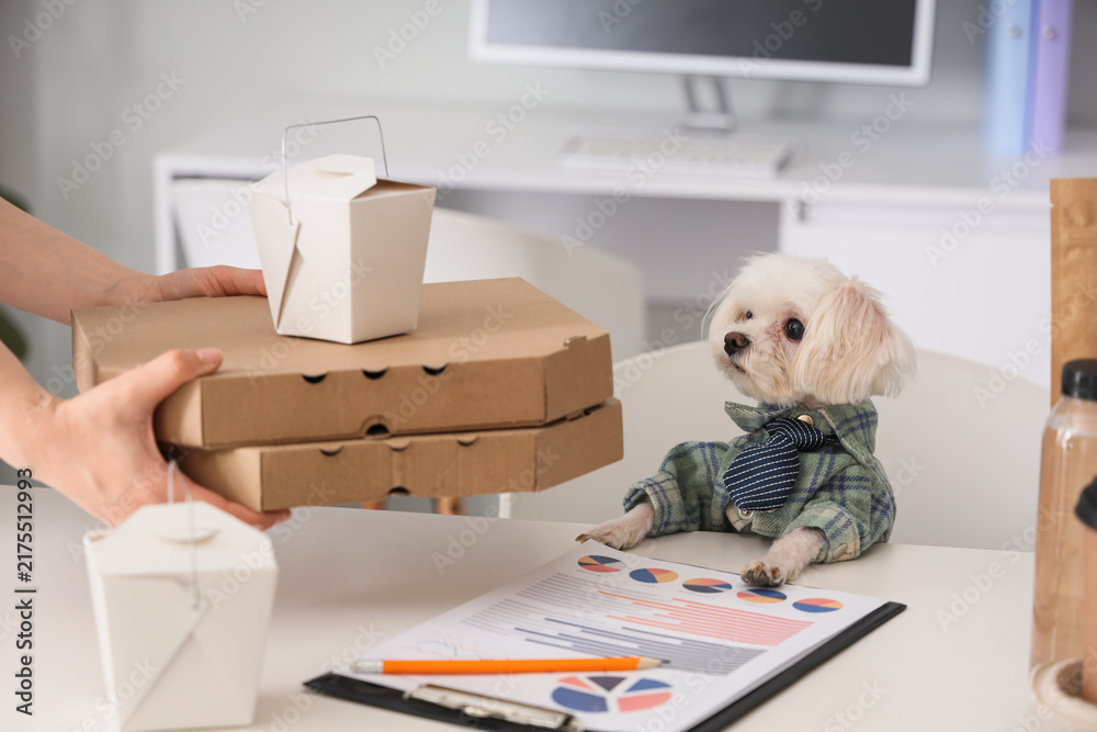 Fototapeta premium Funny business Maltese receiving pizza boxes from female hands during lunch in office