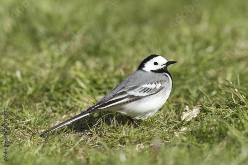 White wagtail (Motacilla alba) Allgäu, Bavaria, Germany, Allgäu, Bavaria, Germany