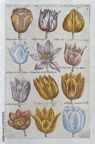 Tulips (Tulipa), hand-coloured copperplate engraving by Emanuel Sweerts, from Florilegium Amplissimum et selectissimum, Amsterdam, Netherlands, 1614