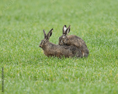 European hare (Lepus europaeus), mating, copula on a grain field, wildlife, Thuringia, Germany