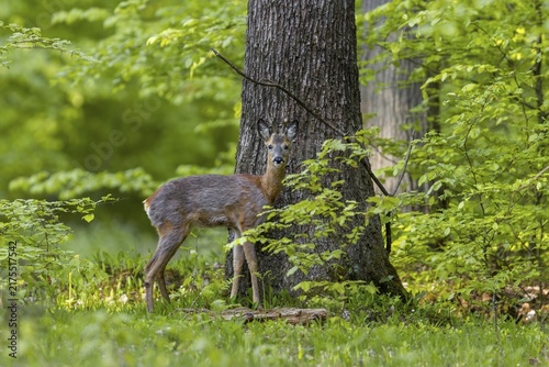 A few minutes after I moved into my hide with Bordercollie July, a roebuck (Capreolus capreolus) appears at the edge of the oak forest, change of coat, May, Germany