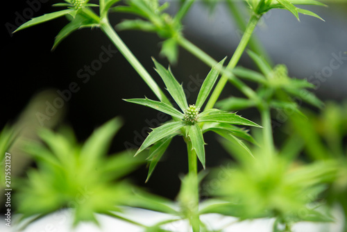 Close up of fresh culantro herb flower heads growing on a green plant stalk.A detailed close-up macro shot showcasing the unique, spiky green flower heads and star-shaped bracts of a fresh culantro 