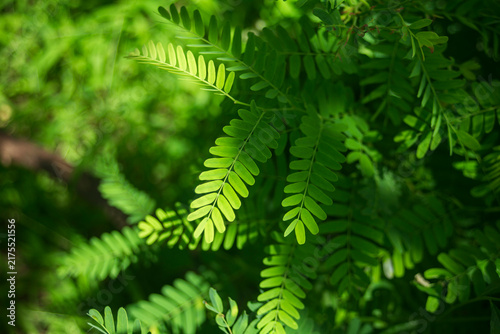 Close up of vibrant green tamarind tree leaves with selective focus.A high-quality close-up photograph showcasing the intricate, compound pinnate leaves of a fresh tamarind tree (Tamarindus indica). 