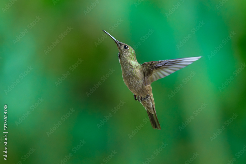 Obraz premium A stunning hummingbird Sombre Hummingbird hovering in mid-air to feed on bright red and yellow tropical flowers, set against a smooth green background in Brazil.
