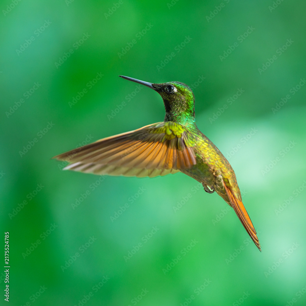 Fototapeta premium Brazilian Ruby hummingbird (Heliodoxa rubricauda) hovering in mid-air with outstretched wings, showcasing its green body, coppery-rufous tail, and flashing ruby throat against a natural background.