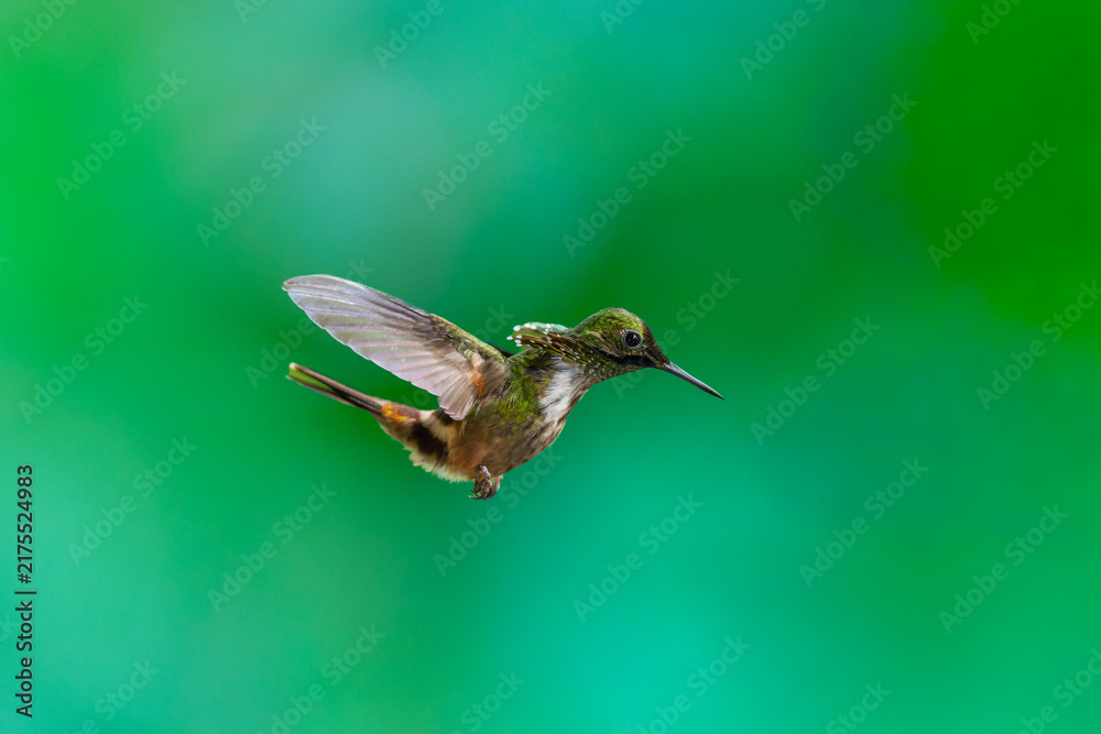 Fototapeta premium Masterclass photo. Festive Coquette (Lophornis chalybeus) hummingbird captured in mid-flight hovering against a vibrant green bokeh background in the Atlantic Forest of Brazil.
