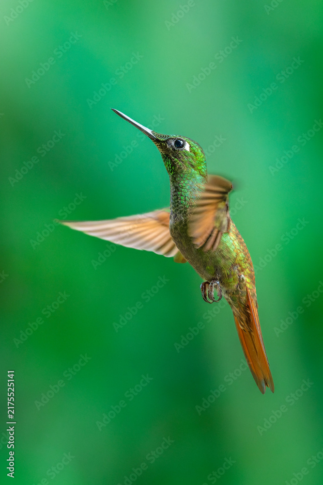 Fototapeta premium Brazilian Ruby hummingbird (Heliodoxa rubricauda) hovering in mid-air with outstretched wings, showcasing its green body, coppery-rufous tail, and flashing ruby throat against a natural background.
