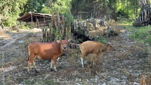 Cattle Grazing in a Rural Farm Setting