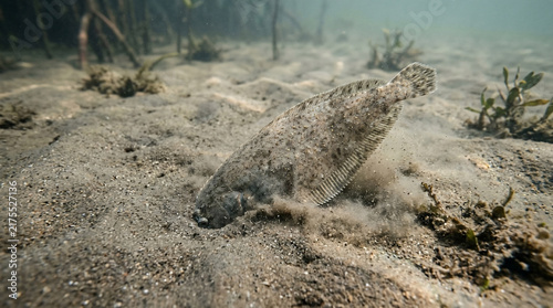 Tongue sole fish burying itself in the sandy ocean floor, blending with the seabed habitat