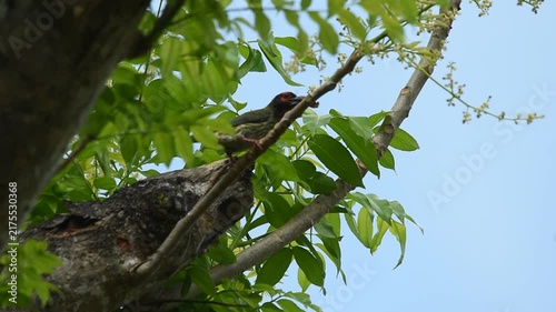 Coppersmith barbets take turns guarding their nest, with one bird carrying food on a branch as another flies out, highlighting fascinating breeding behavior in nature.
