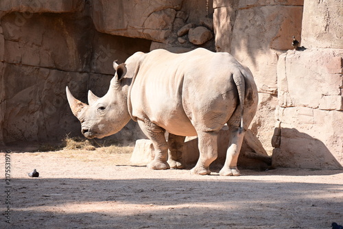 Фотография white rhinoceros resting with cattle egrets in zoo, white rhinoceros resting on sandy ground with cattle egrets nearby in a modern zoo habitat