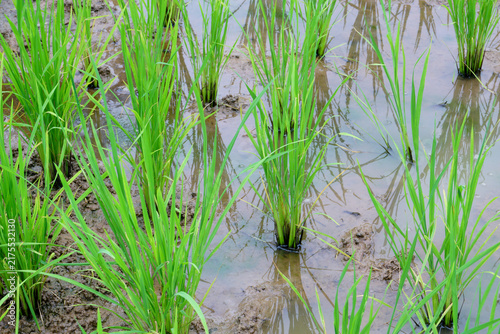 Plakat paddy in paddy field