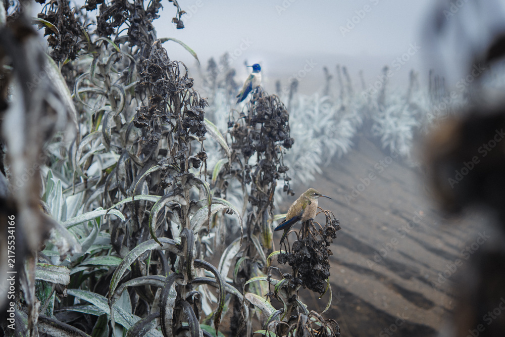 Naklejka premium Hummingbirds perching on paramo plants in high altitude fog