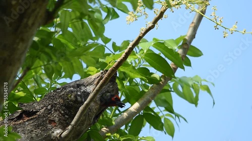 A coppersmith barbet emerged cautiously from a tree hollow, pausing briefly to survey its surroundings before leaving its nest in the wild.