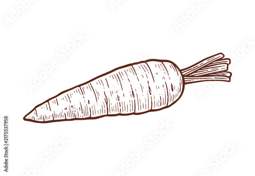 Vintage hand drawn carrot. Carrot sketch line art illustration