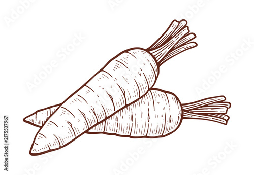 Vintage hand drawn carrot. Carrot sketch line art illustration