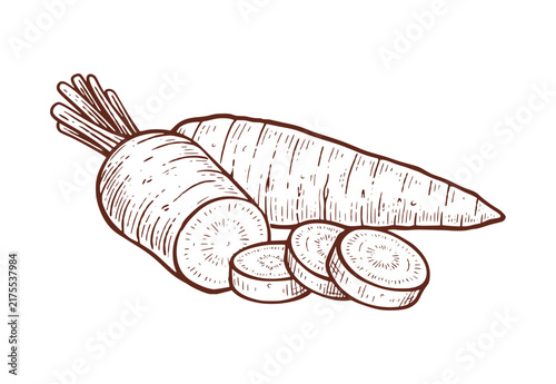 Vintage hand drawn carrot. Carrot sketch line art illustration