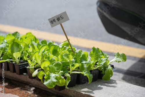 Photography Fresh butterhead lettuce seedlings with Korean name label displayed for sale at South Korea traditional street plant nursery outdoor