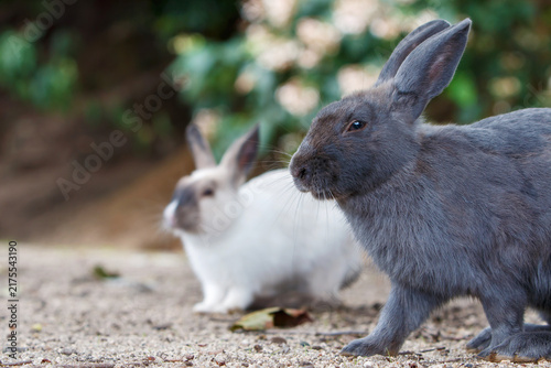 Quadro su tela Two Wild Rabbits on Okunoshima Island, Hiroshima, Japan