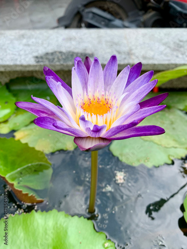 Fotografía Beautiful purple water lily flower blooming in a pond in Cambodia, tropical aqua