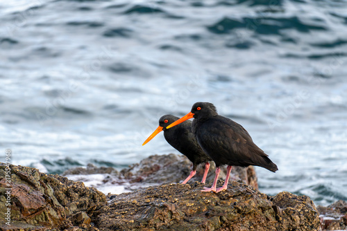 Obraz na plátne Oystercatcher(tōrea pango) on rock