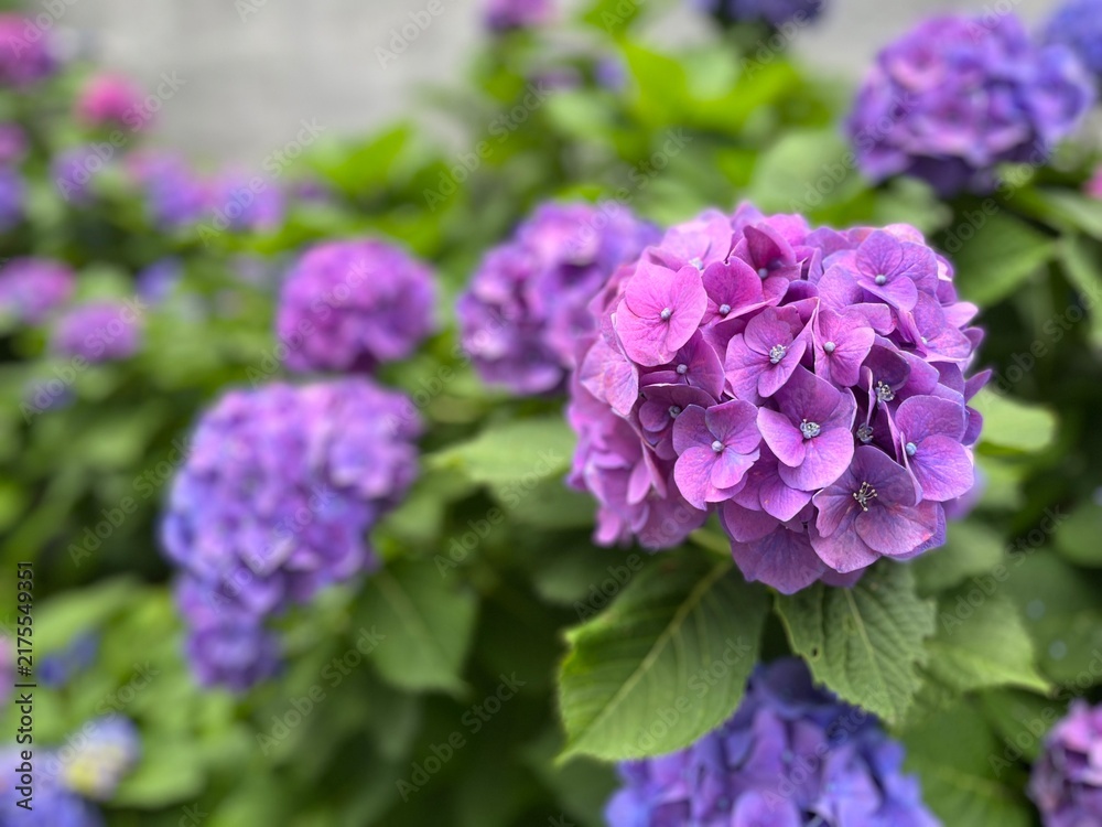 Fototapeta premium purple lilac flowers