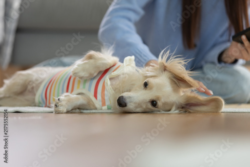Konstfotografi Relaxed golden dog lying on rug at home beside owner, showing pet care, companionship, comfort, trust and peaceful everyday lifestyle with beloved domestic animal