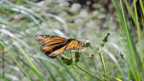 Monarch Butterfly Feeding on Wildflower in New Zealand Nature