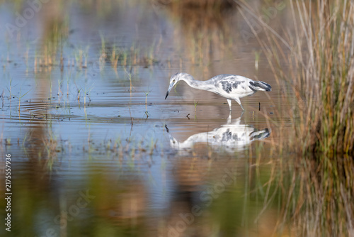 Konstfotografi Tricolored Heron searching for food among shallow water and wetland vegetation