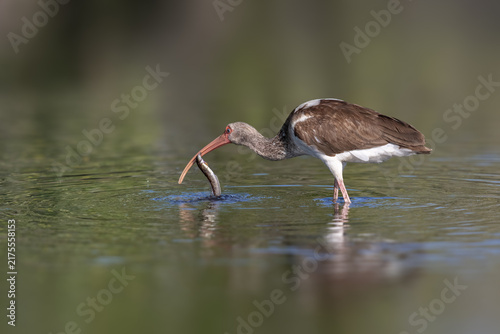 Canvastavla American White Ibis wading and searching for food in shallow wetland water