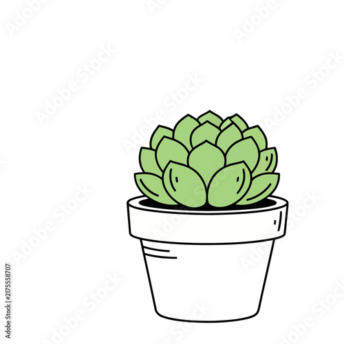 Succulent plant in a pot