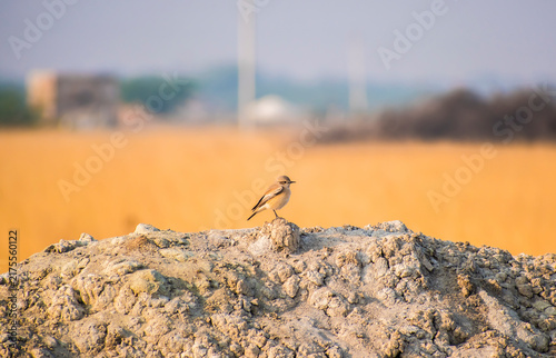Konstfotografi brown small wheatear perched on a rocky in open dry grassland landscape, with a