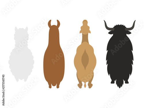 Top down view of various farm animals including llama, camel, and yak, flat vector icons for nature study, zoology, farm life, set of 4