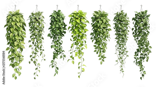 Eine Sammlung von sieben verschiedenen hängenden Efeututen-Pflanzen in Töpfen, isoliert auf weißem Hintergrund, ideal für Innenarchitektur-Visualisierungen und botanische Dekorationen.