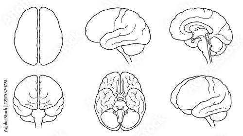 Set of human brain anatomy illustrations in outline style, different views including profile and top view, medical diagrams for neurology studies