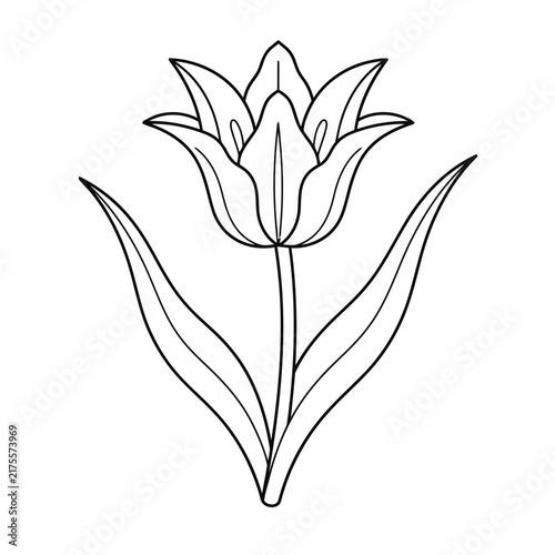 Tulip flower outline