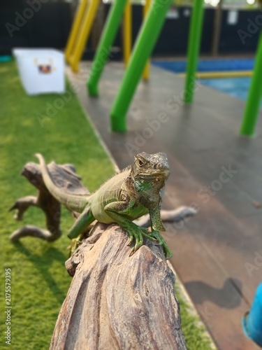 Fotografie A Green Iguana Perched Gracefully on a Wooden Branch Outdoors