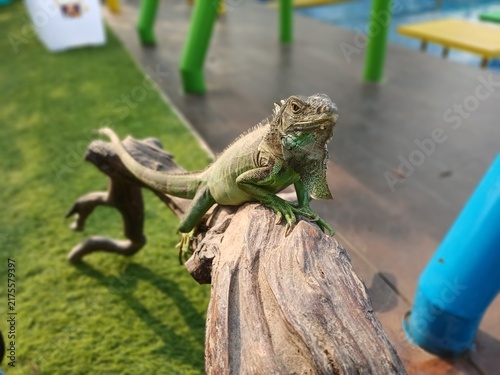 Картината върху платно A Green Iguana Perched Gracefully on a Wooden Branch Outdoors