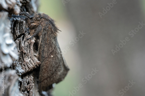 Obraz na płótnie unidentified large, brown, hairy moth 