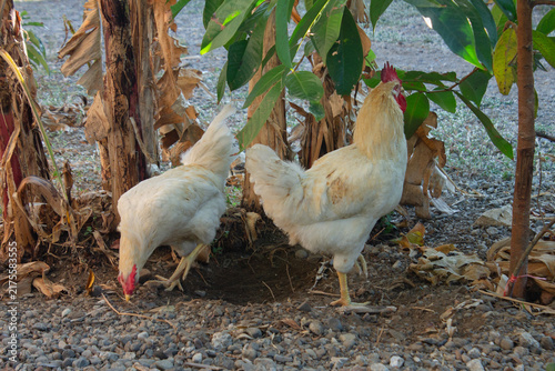 Photography White rooster and hen searching for food in the garden with banana tree