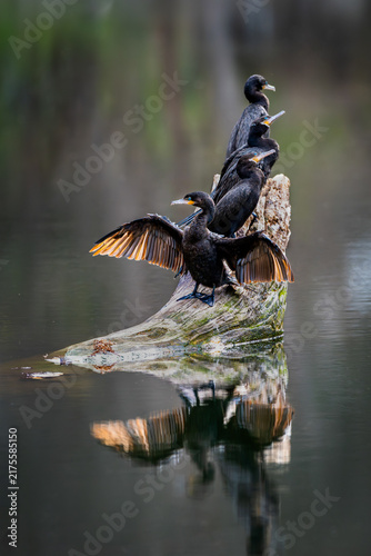 Bild auf Leinwand Group of neotropic cormorants drying wings on submerged log