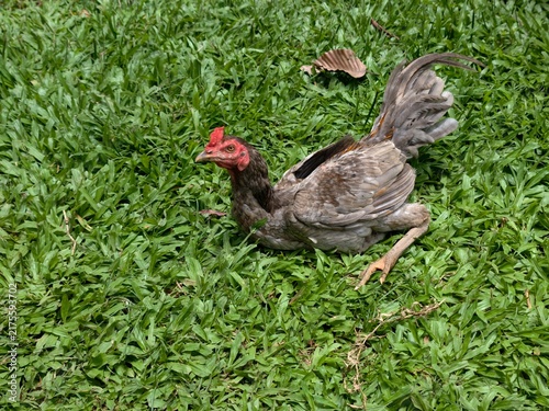 Photography Chickens are walking in the grass.