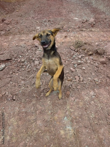 Canvastavla A cute and healthy dog.