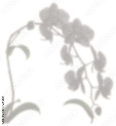 Orchid flower branch shadow overlay for presentation mockup