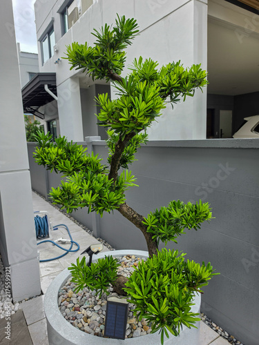 Podocarpus polystachyus is a medium-sized evergreen tree, planted as an ornamental tree in potted gardens and along fences.